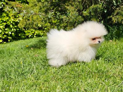 IKC Registered 🇮🇪 'Teddy Bear' Pomeranian puppies 🧸🐻‍❄️ in Laois