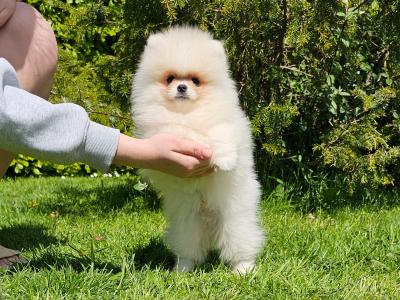 IKC Registered 🇮🇪 'Teddy Bear' Pomeranian puppies 🧸🐻‍❄️ in Laois