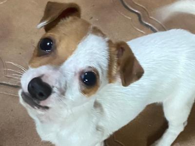Jack Russell puppies for sale in Mayo