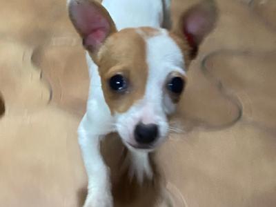 Jack Russell puppies for sale in Mayo