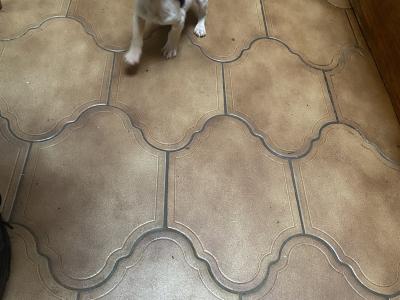 Jack Russell puppies for sale in Mayo