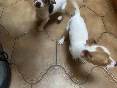 Jack Russell puppies for sale in Mayo