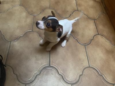 Jack Russell puppies for sale in Mayo