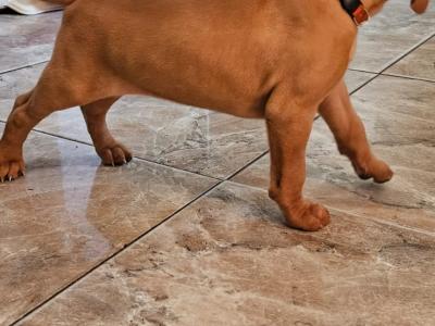 IKC Registered 12 week old Hungarian Vizsla puppies in Louth