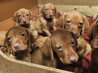IKC Registered 12 week old Hungarian Vizsla puppies in Louth