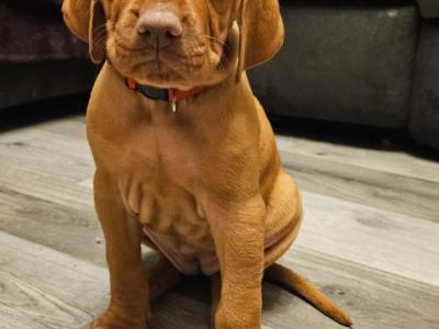IKC Registered 12 week old Hungarian Vizsla puppies in Louth