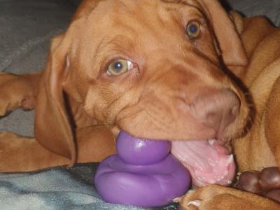 IKC Registered 12 week old Hungarian Vizsla puppies in Louth