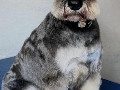 Miniature Schnauzer puppies in Longford