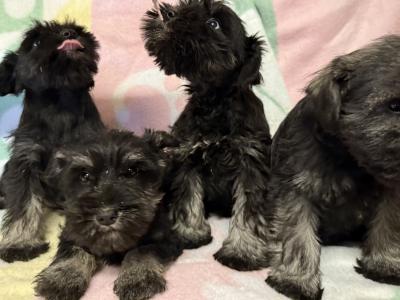 Miniature Schnauzer puppies in Longford