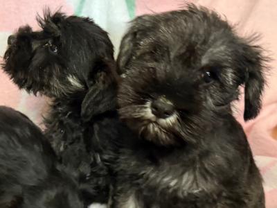 Miniature Schnauzer puppies in Longford