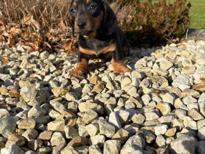 Miniature Dachshund puppies in Longford