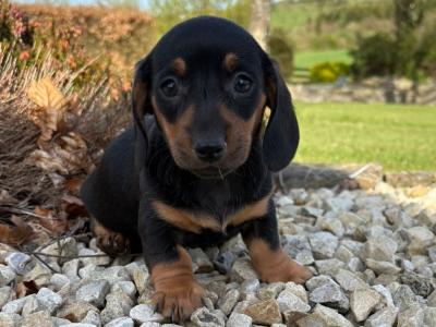 Miniature Dachshund puppies in Longford