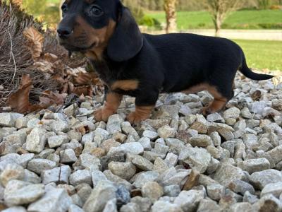 Miniature Dachshund puppies in Longford