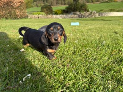 Miniature Dachshund puppies in Longford