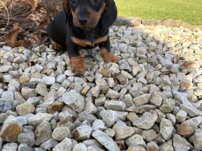 Miniature Dachshund puppies in Longford