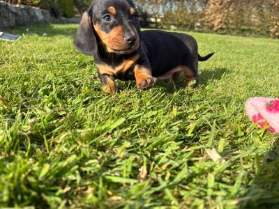 Miniature Dachshund puppies in Longford