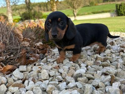Miniature Dachshund puppies in Longford