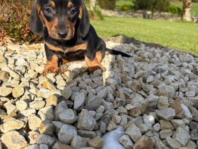 Miniature Dachshund puppies in Longford