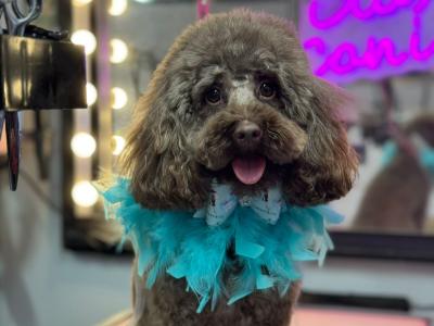 Beau the chocolate Toy Poodle at stud ikc
