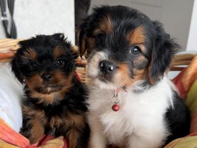 Cavalier King Charles Spaniel x Yorkshire Terrier puppies in Mayo