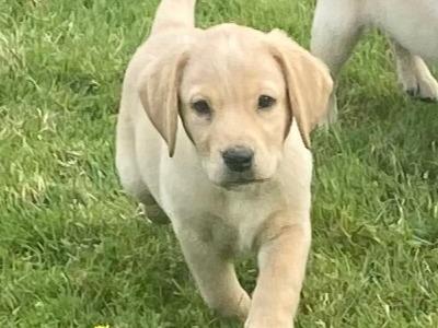 Beautiful Golden Labrador puppies in Wexford