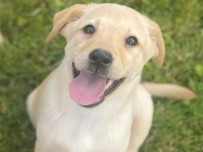 Beautiful Golden Labrador puppies in Wexford