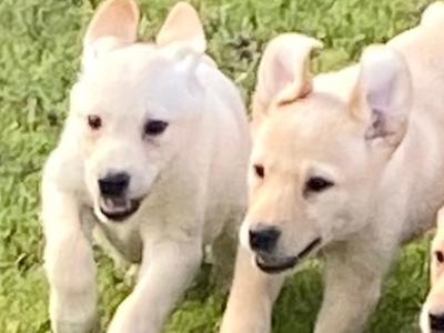 Beautiful Golden Labrador puppies in Wexford
