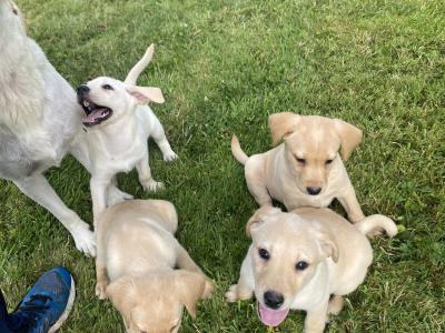 Beautiful Golden Labrador puppies in Wexford