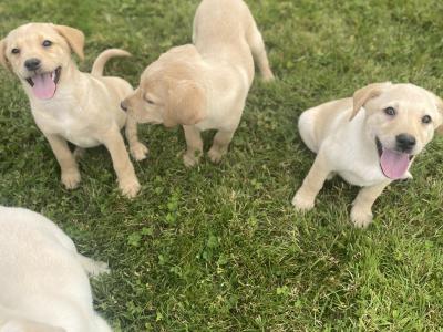 Beautiful Golden Labrador puppies in Wexford