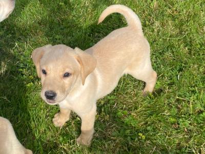 Beautiful Golden Labrador puppies in Wexford