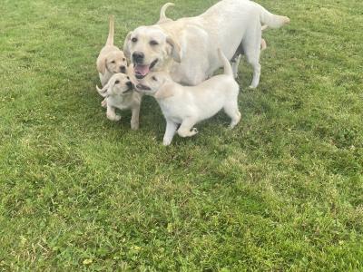 Beautiful Golden Labrador puppies in Wexford