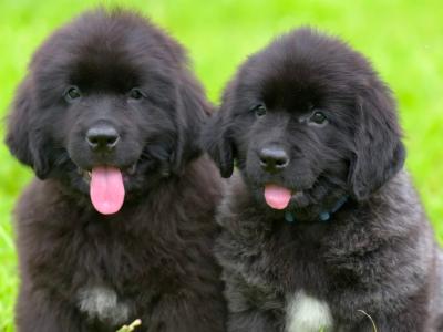 Newfoundland puppies in Kilkenny