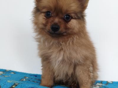 Pomeranian puppies in Dublin