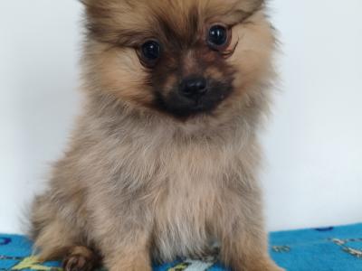 Pomeranian puppies in Dublin