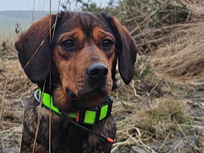 Heather is an IKC Registered female Alpine Dachbrake in Wexford