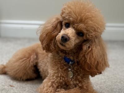 Minature Poodle for stud🧡