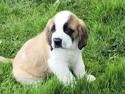 IKC Registered St Bernard puppies in Waterford