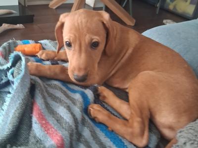 Labrador x Hungarian Vizsla puppies in Dublin