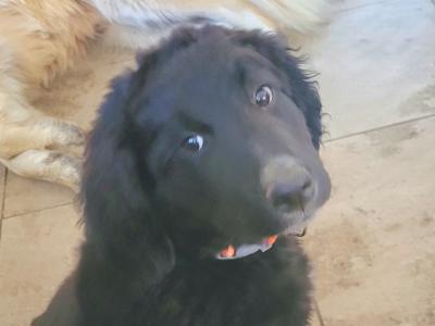 Bernese cross with shepherd doodle