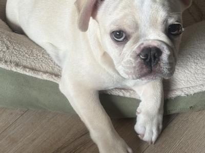 Beautiful French Bulldog puppies in Dublin – Loving, Healthy & Ready for Their Forever Homes