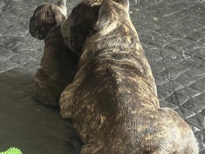 Beautiful French Bulldog puppies in Dublin – Loving, Healthy & Ready for Their Forever Homes