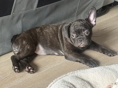 Beautiful French Bulldog puppies in Dublin – Loving, Healthy & Ready for Their Forever Homes