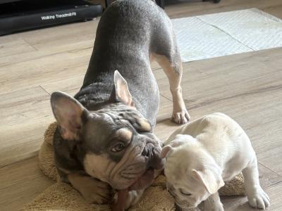 Beautiful French Bulldog puppies in Dublin – Loving, Healthy & Ready for Their Forever Homes