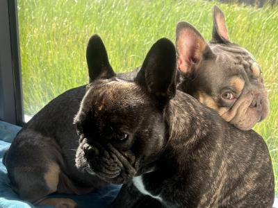 Beautiful French Bulldog puppies in Dublin – Loving, Healthy & Ready for Their Forever Homes