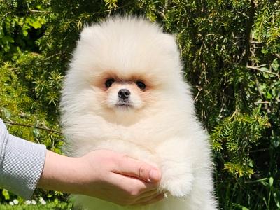 IKC Registered 🇮🇪 'Teddy Bear' Pomeranian puppies 🧸🐻‍❄️ in Laois