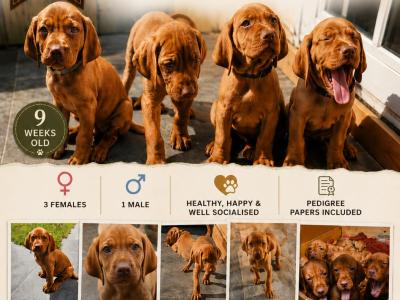 IKC Registered 12 week old Hungarian Vizsla puppies in Louth