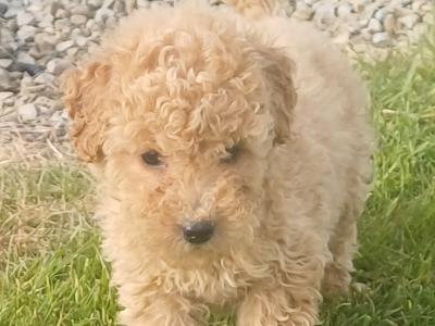Female Toy Poodle pup in Sligo