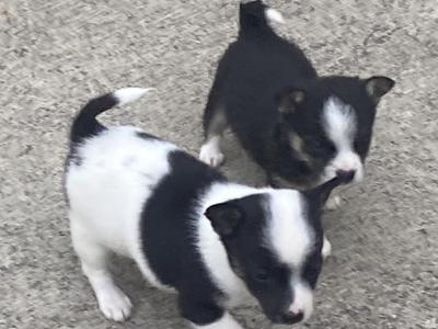West Highland/Jack Russell x Chihuahua puppies in Laois