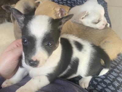 West Highland/Jack Russell x Chihuahua puppies in Laois