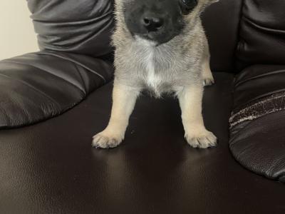 West Highland/Jack Russell x Chihuahua puppies in Laois